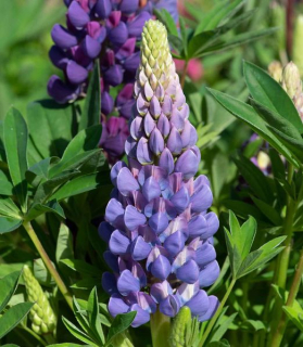 Lupinus polyphyllus 'Blue Shades'